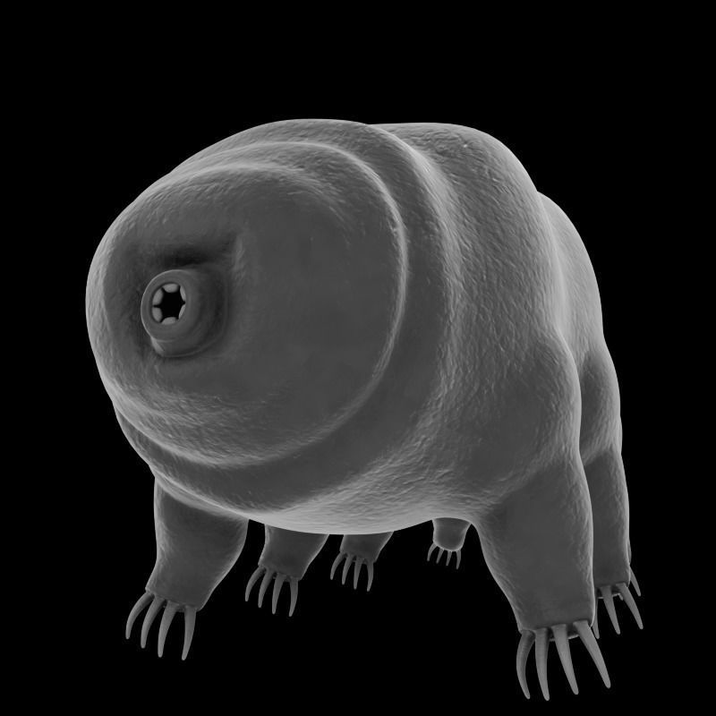 Tardigrade creature that looks like worm Low-poly 3D model_2