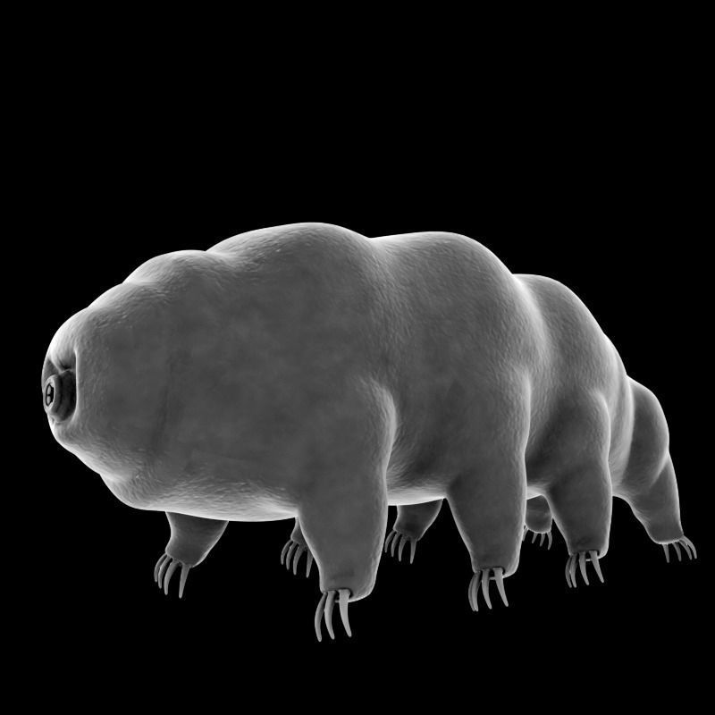 Tardigrade creature that looks like worm Low-poly 3D model_9