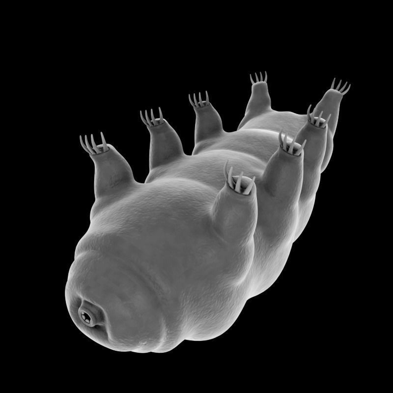 Tardigrade creature that looks like worm Low-poly 3D model_7