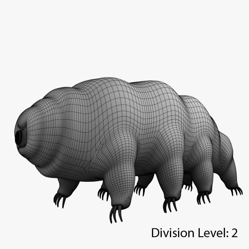 Tardigrade creature that looks like worm Low-poly 3D model_12