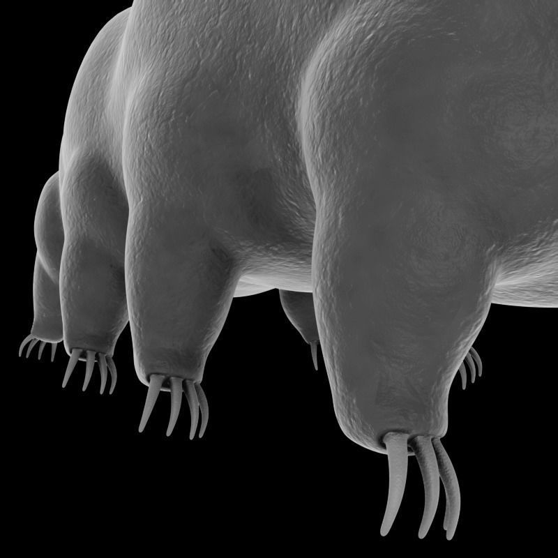 Tardigrade creature that looks like worm Low-poly 3D model_8