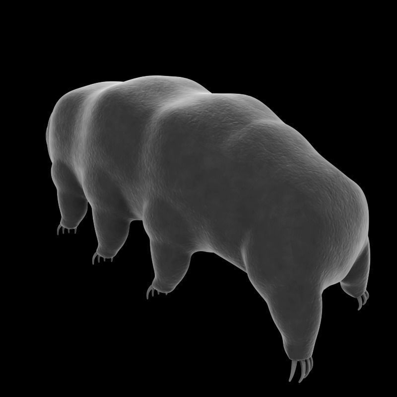 Tardigrade creature that looks like worm Low-poly 3D model_5