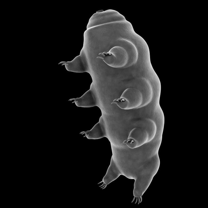 Tardigrade creature that looks like worm Low-poly 3D model_4