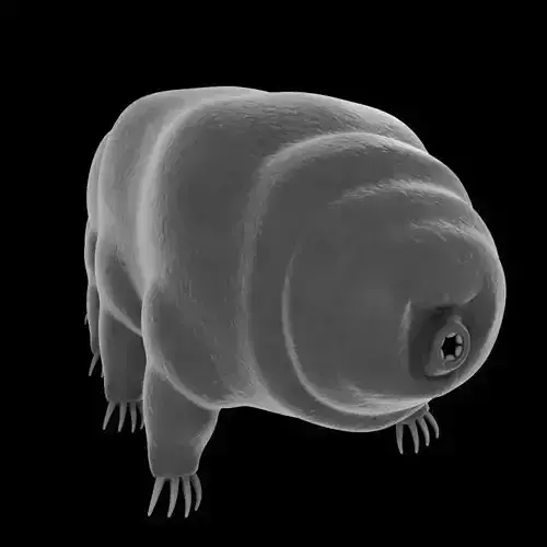 Tardigrade creature that looks like worm Low-poly 3D model