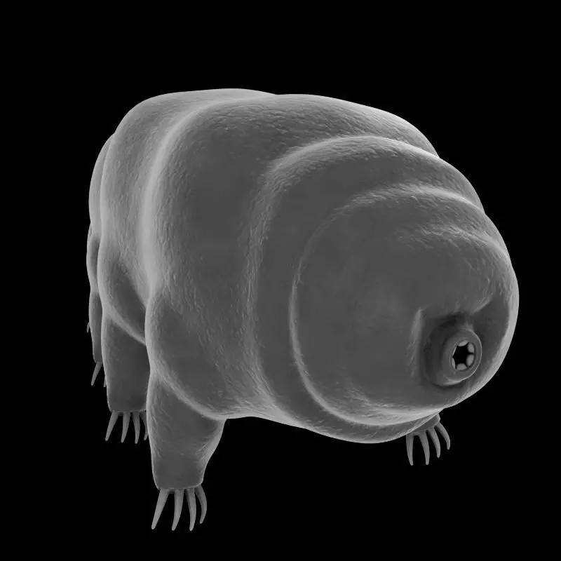 Tardigrade creature that looks like worm Low-poly 3D model_0