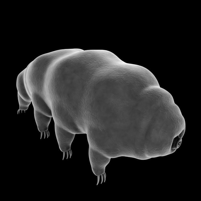 Tardigrade creature that looks like worm Low-poly 3D model_3