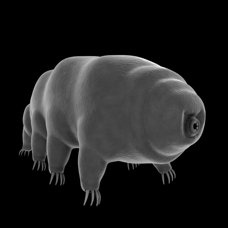 Tardigrade creature that looks like worm Low-poly 3D model_1