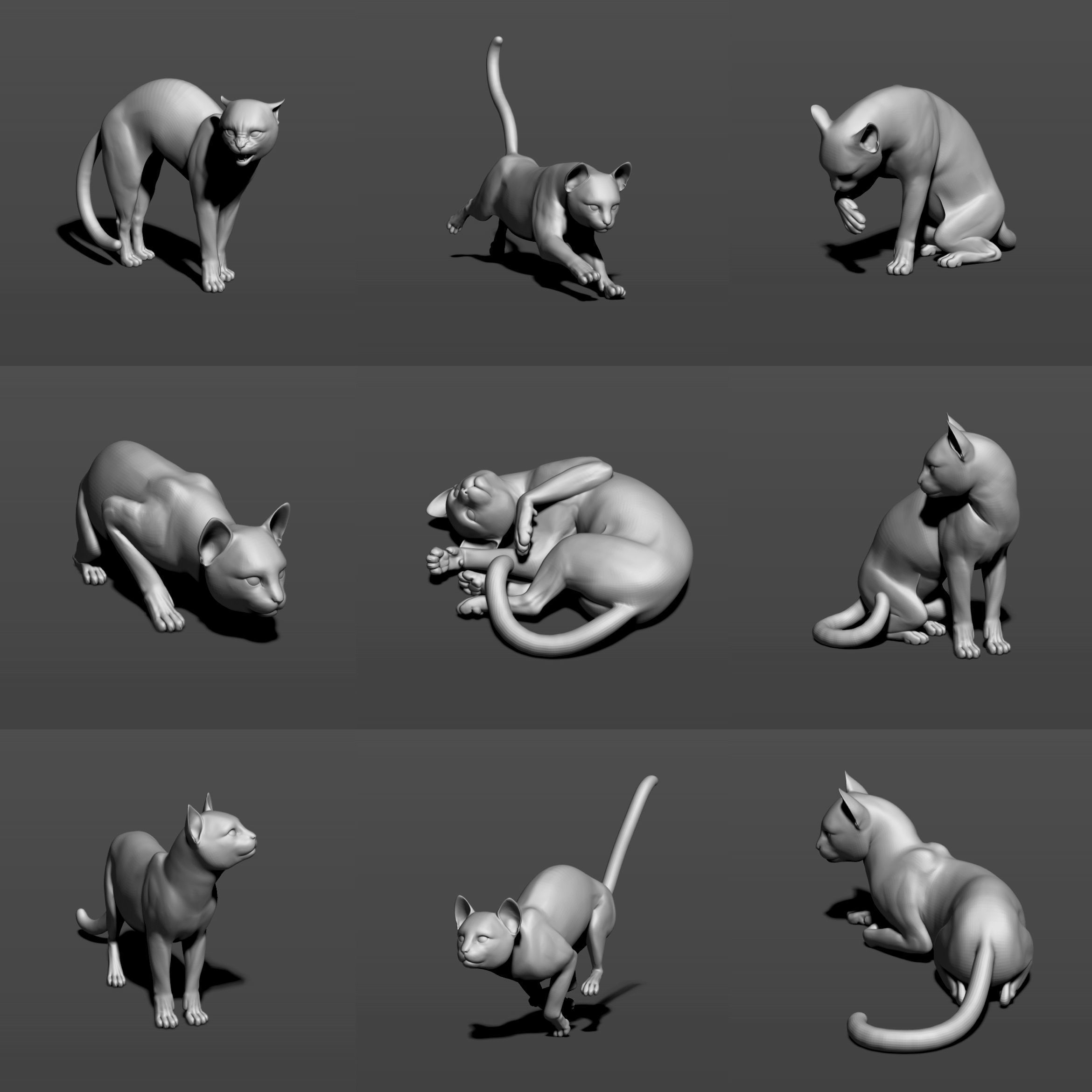 Cat in 10 poses