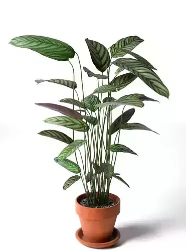 Calathea Bachemiana in Pot 3D model