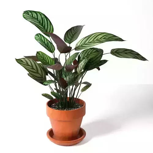 Calathea Bachemiana Small in Pot