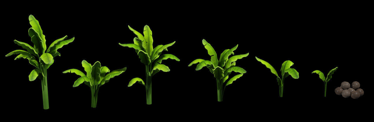 Palm Trees Package  Low-poly 3D model_3