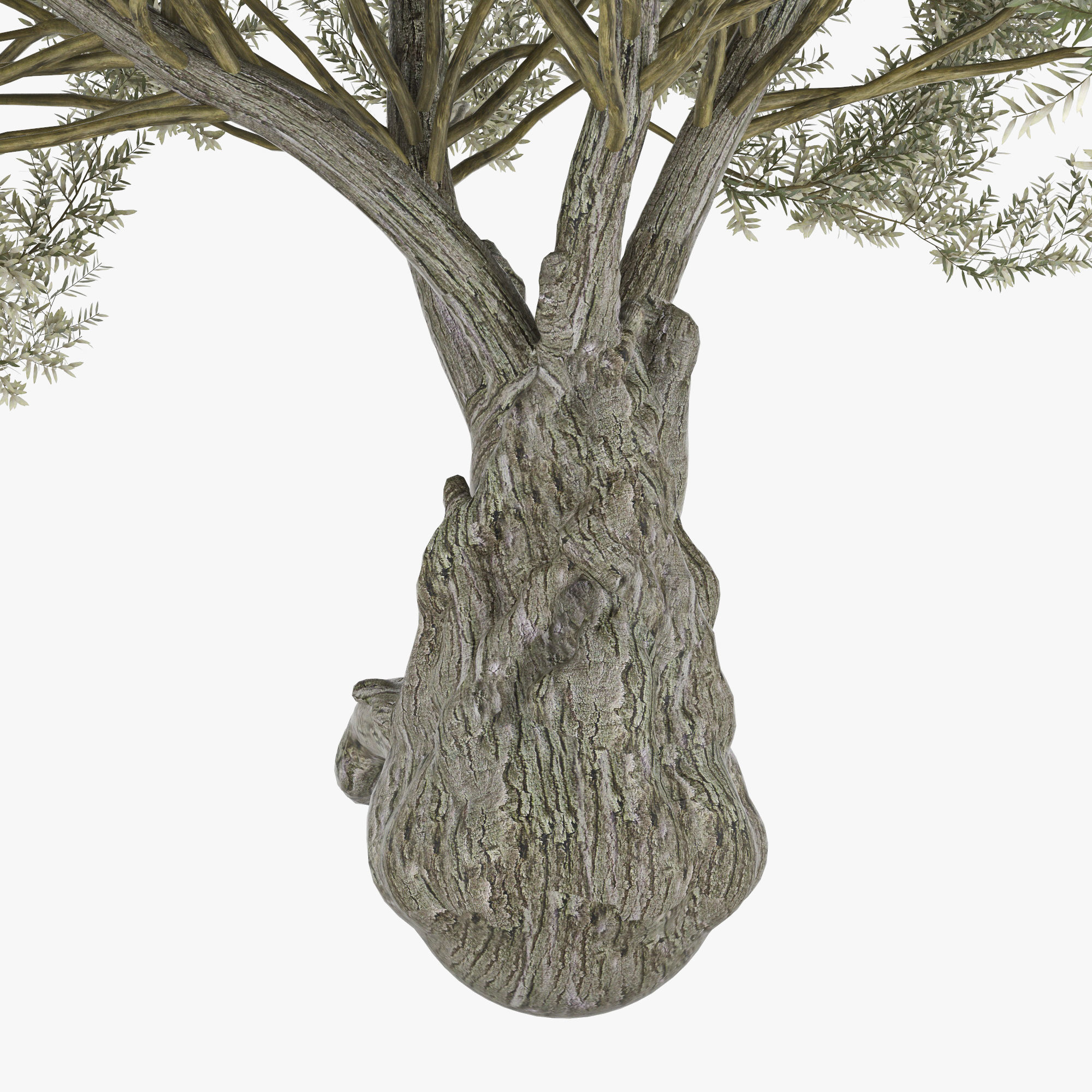 Olea europaea 3D model_5