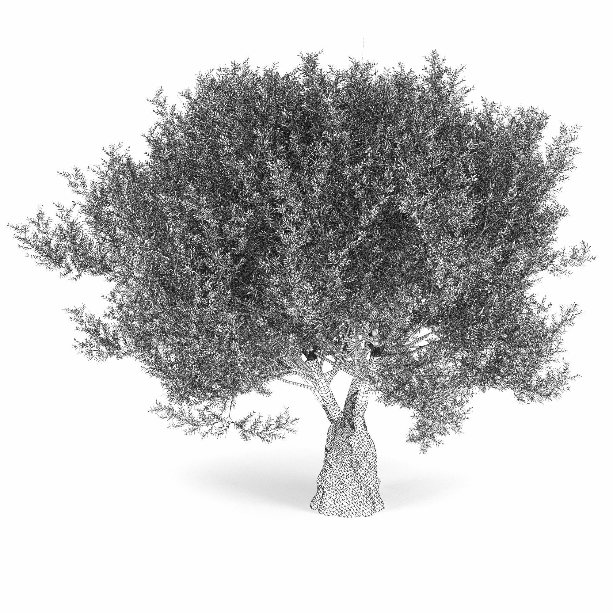 Olea europaea 3D model_6