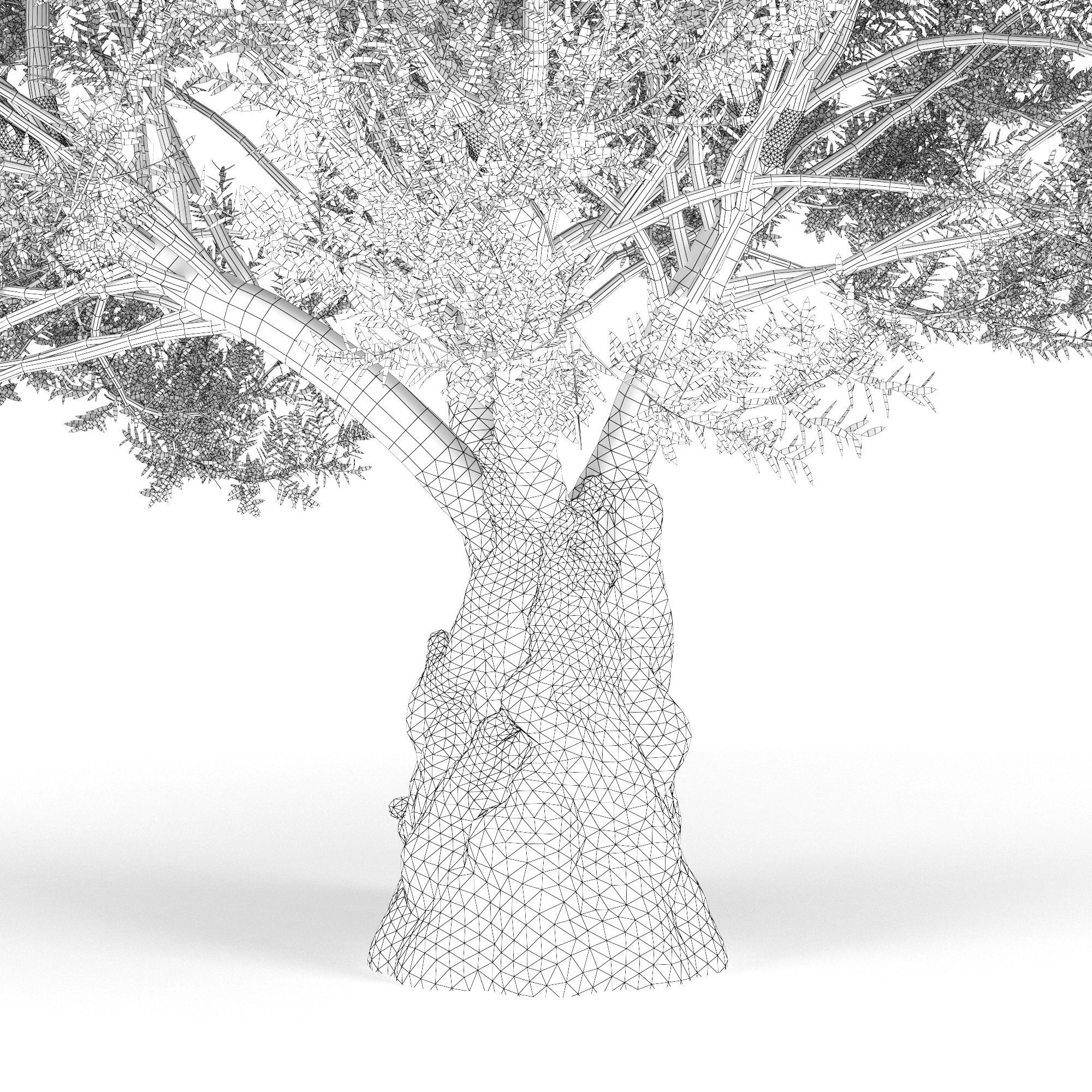 Olea europaea 3D model_7
