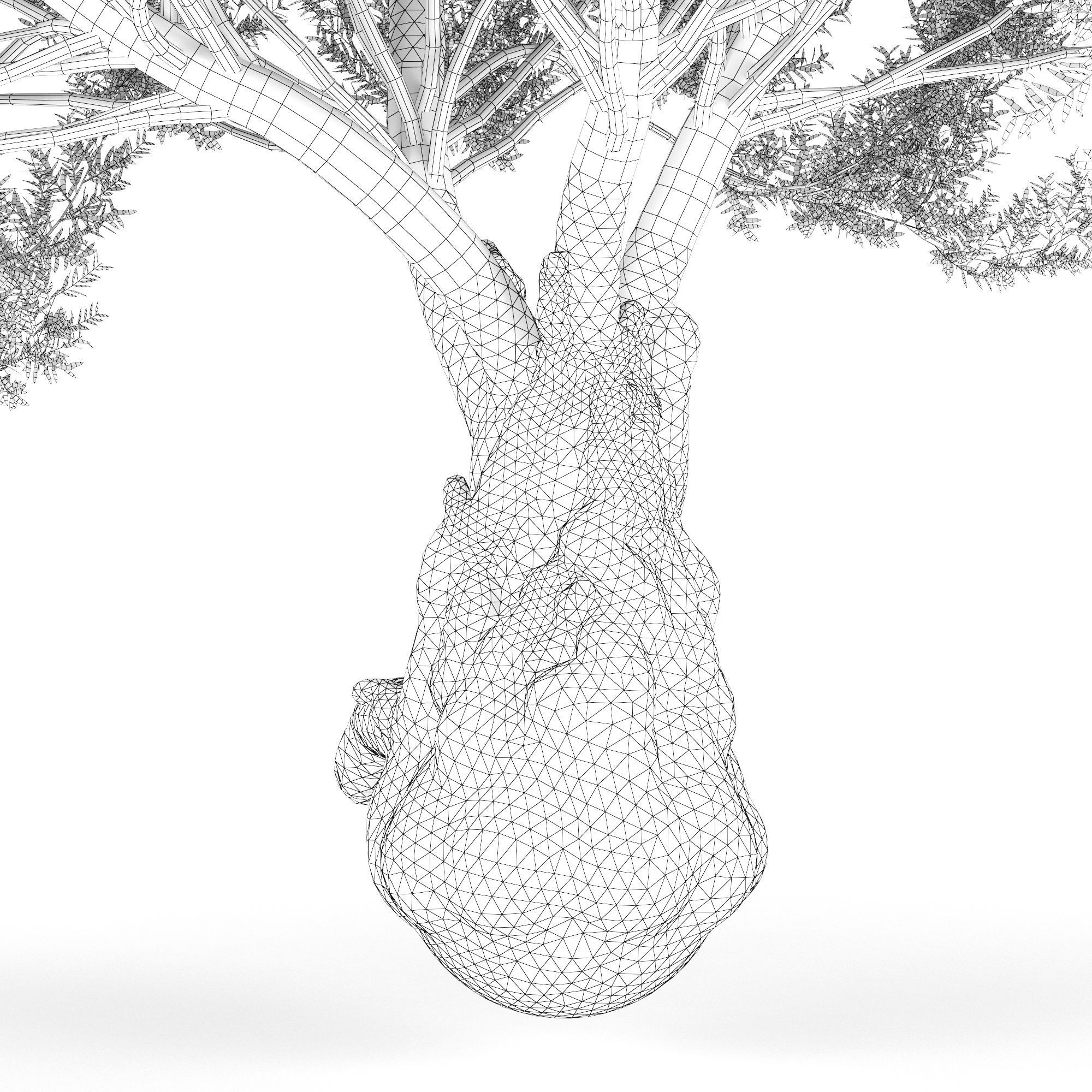 Olea europaea 3D model_8