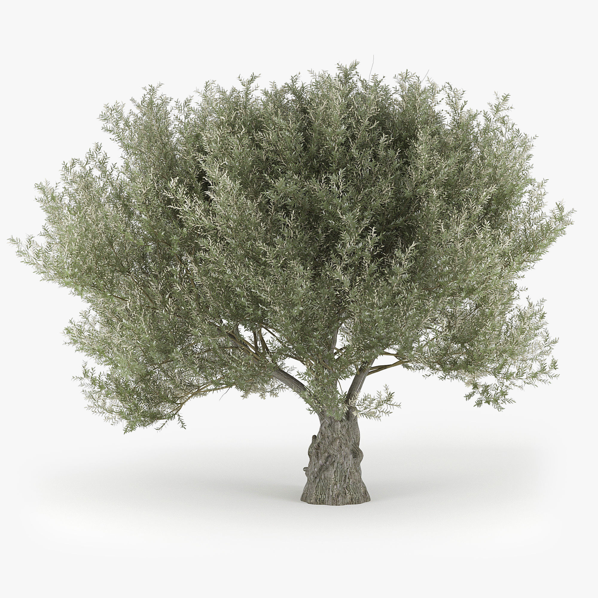 Olea europaea 3D model_1