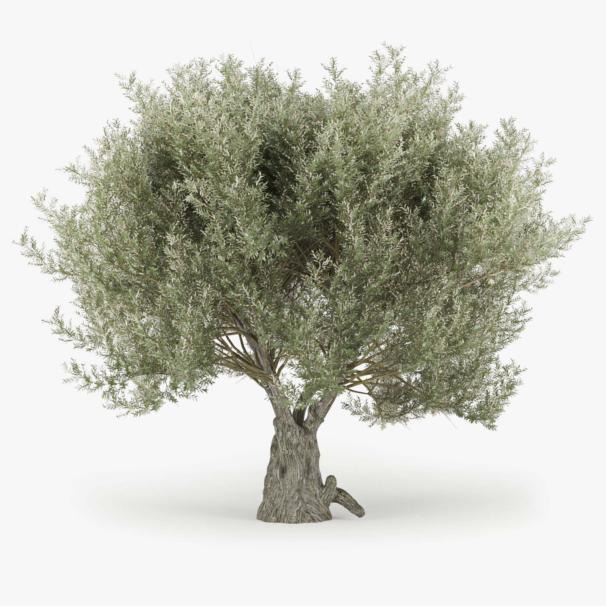 Olea europaea 3D model_2