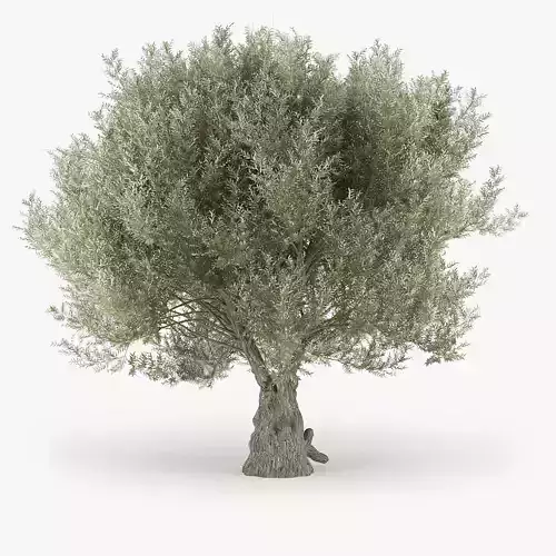 Olea europaea 3D model