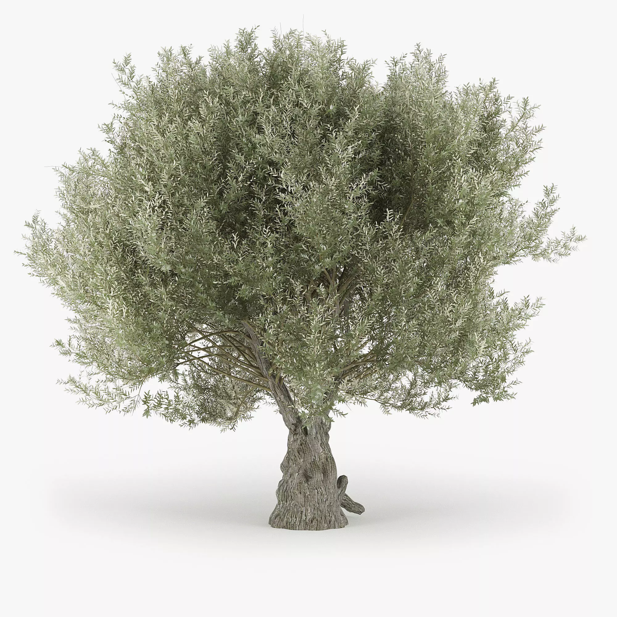 Olea europaea 3D model_0