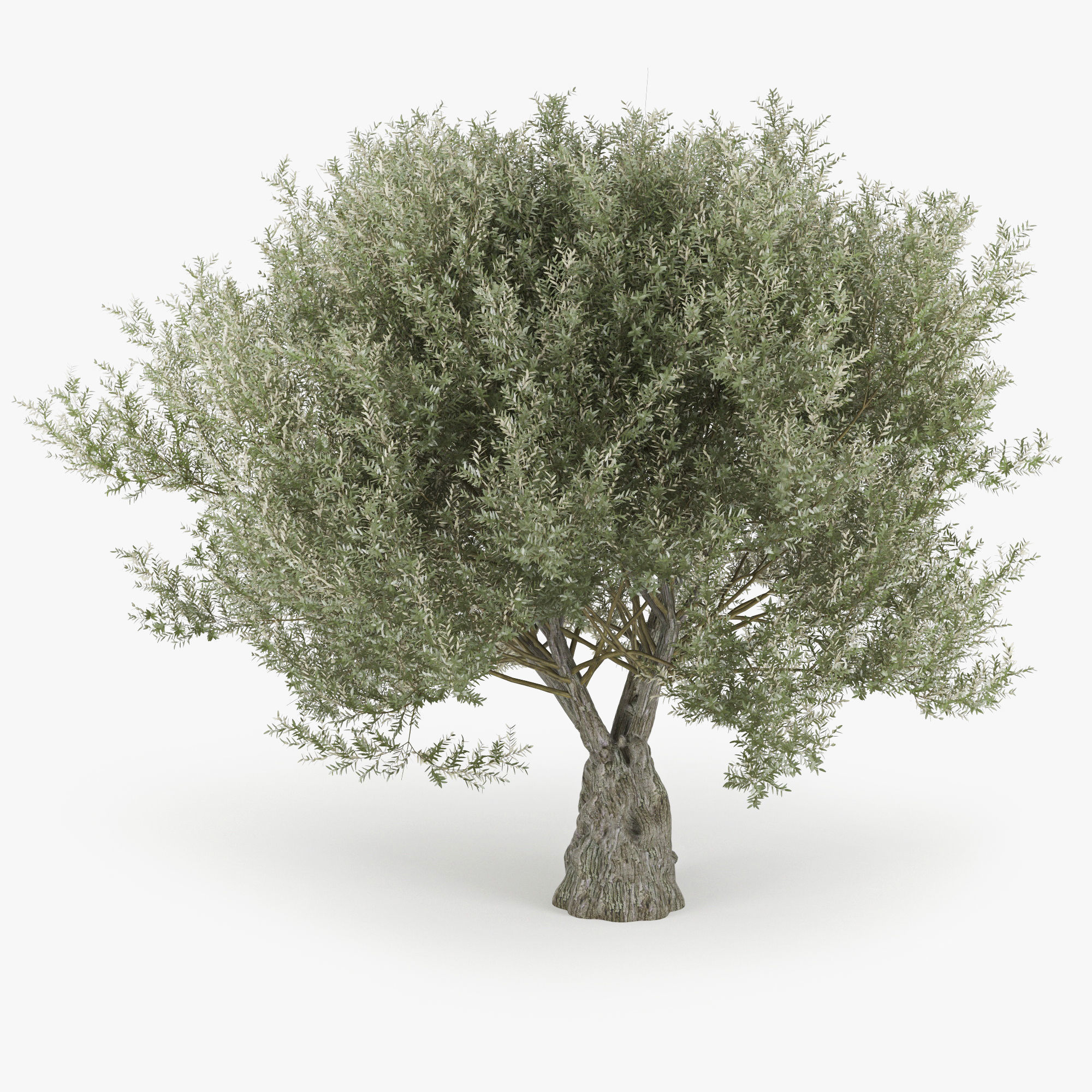 Olea europaea 3D model_4