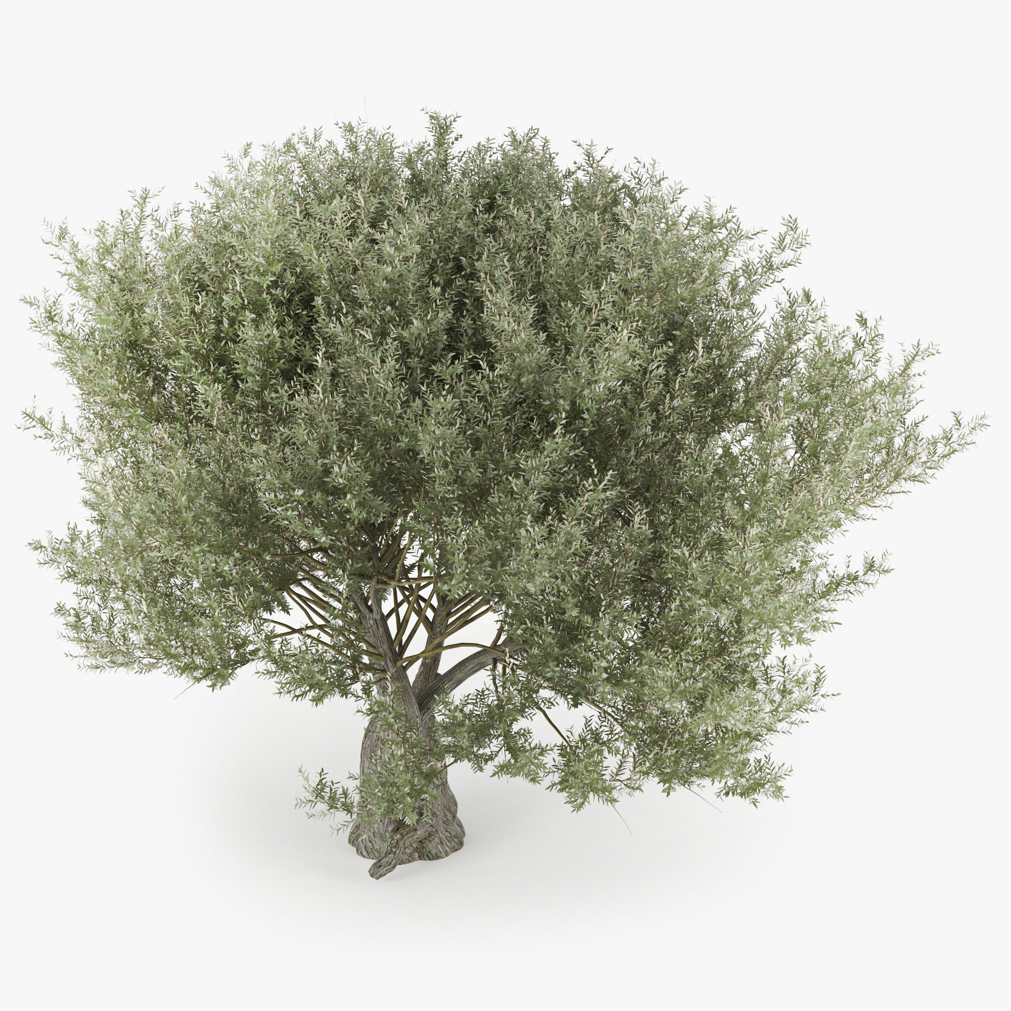 Olea europaea 3D model_3