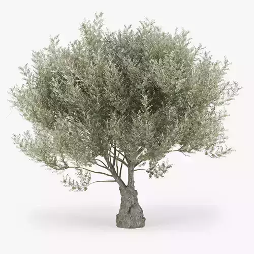 Olea europaea 2