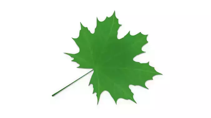 Maple Leaf 3D model