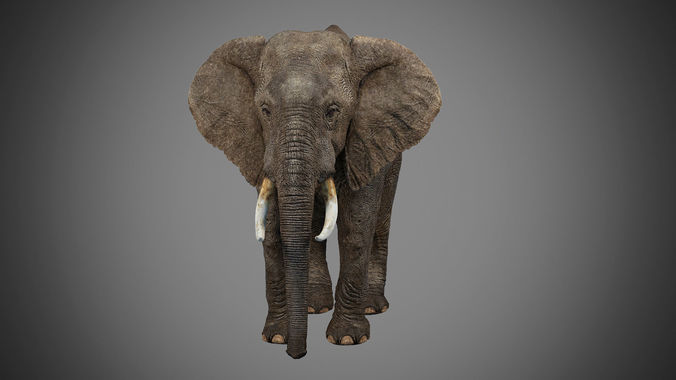 Elephant Rig -Maya- Max Low-poly 3D model