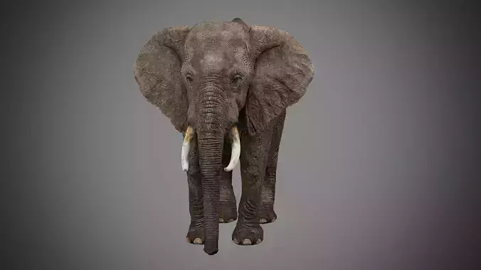 Elephant Rig -Maya- Max Low-poly 3D model