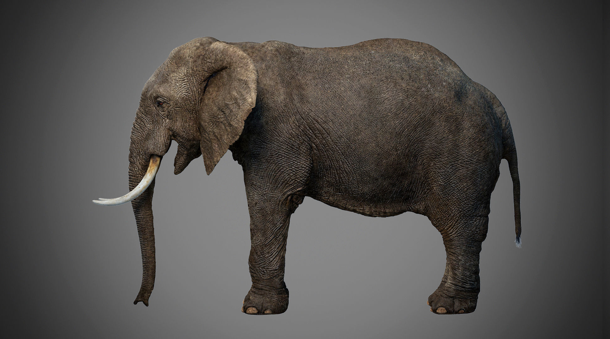 Elephant Rig -Maya- Max Low-poly 3D model_6