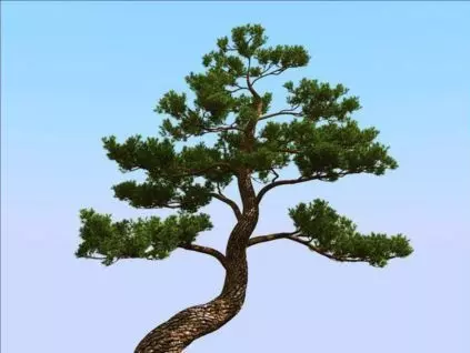 Bonsai japanese pine tree Free 3D model