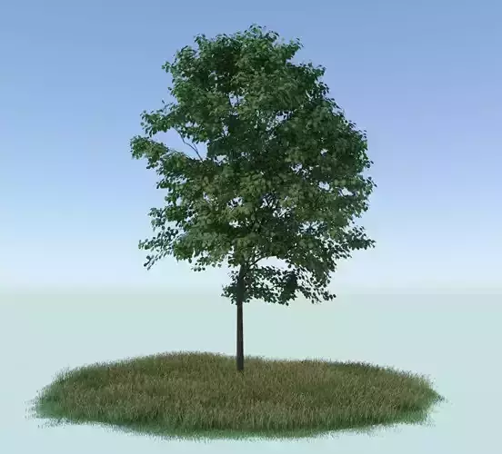 Tree realistic 3D model in grass 3D model