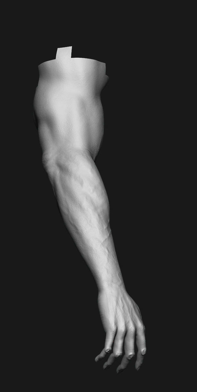 human anatomy Head and hands only 3D model_16