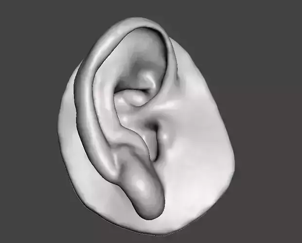 Human natural ear right side