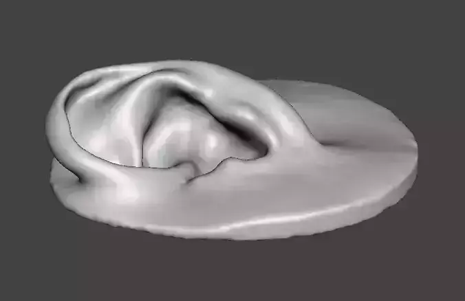 Real human ear anatomy  3D print model