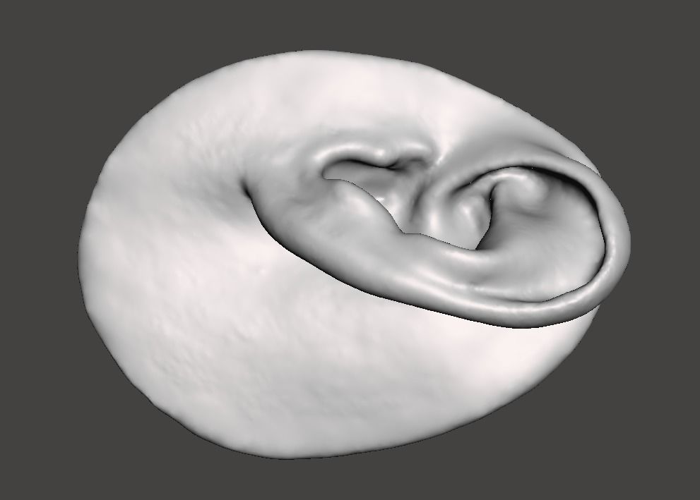 Real human ear anatomy  3D print model_1