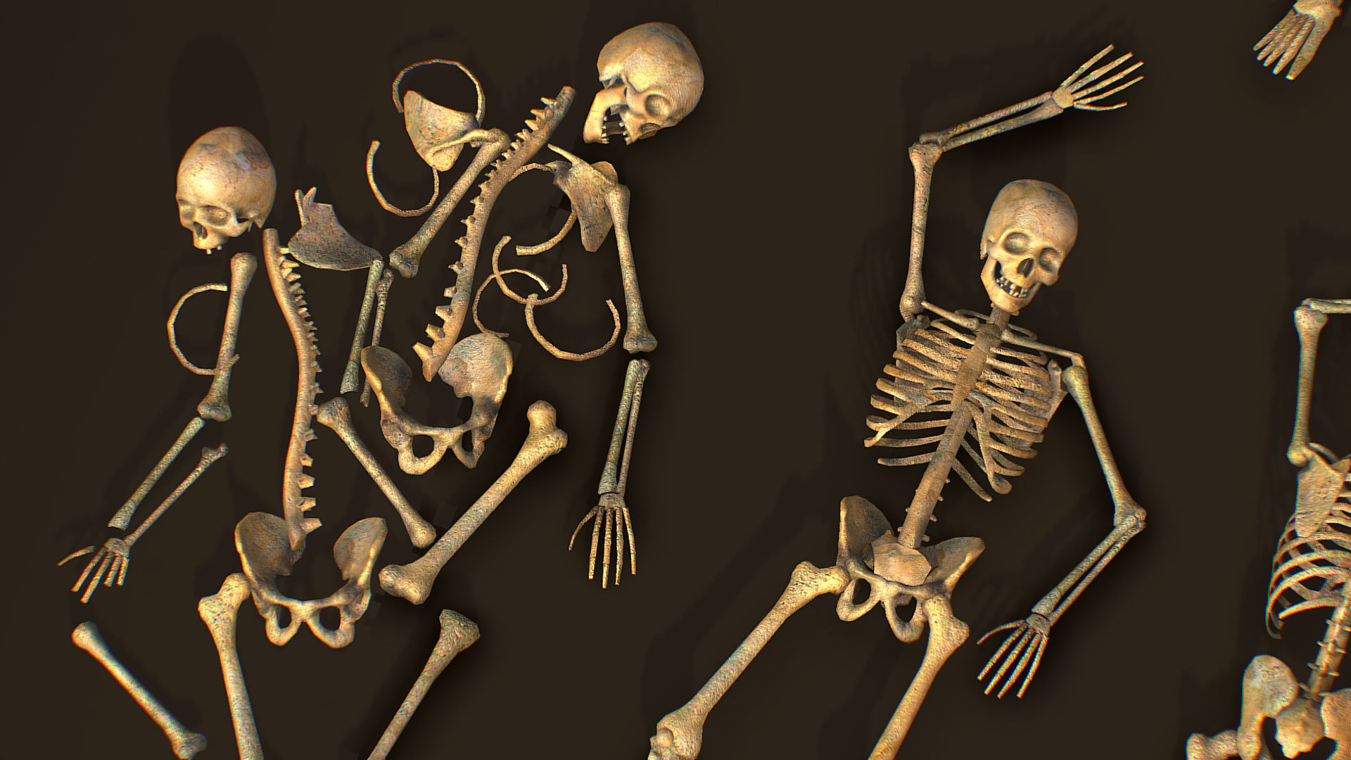remains skeleton bone big pack 3d model Low-poly 3D model_6