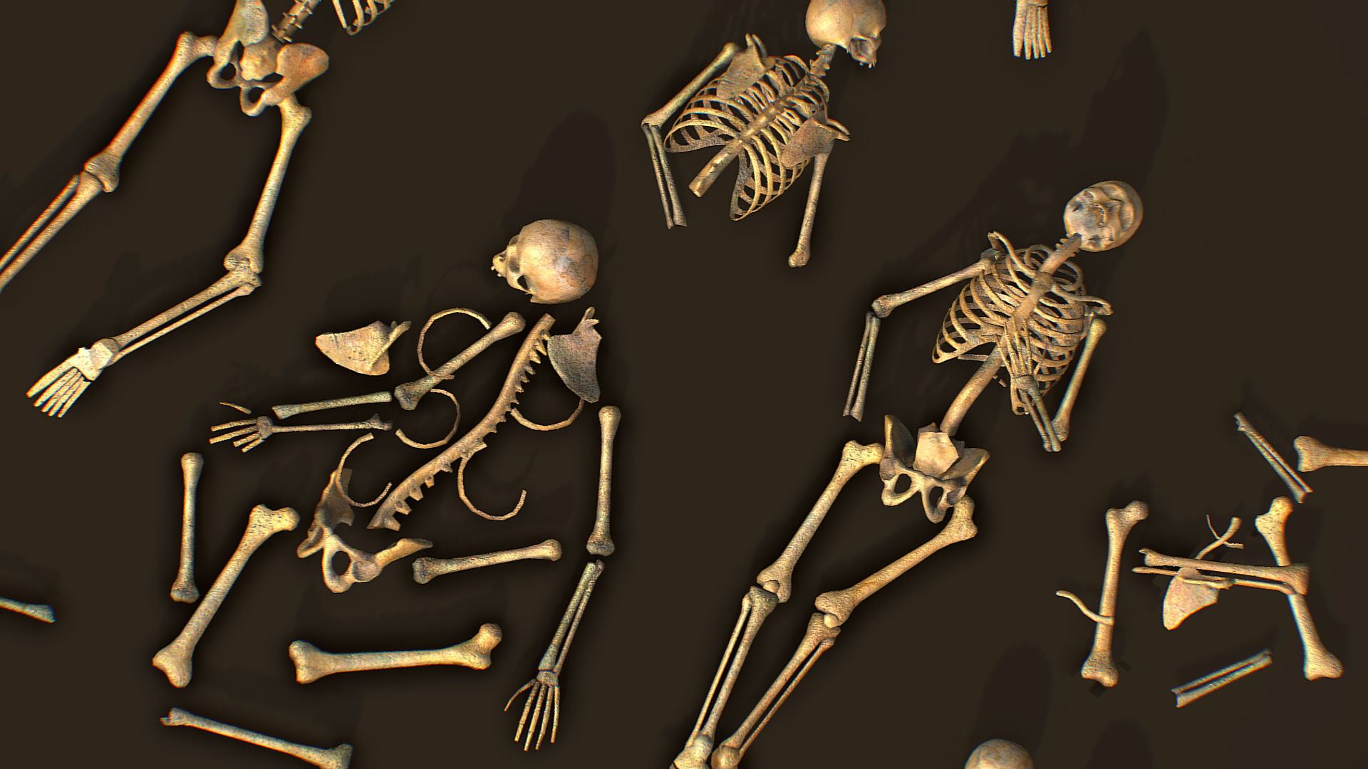 remains skeleton bone big pack 3d model Low-poly 3D model_15
