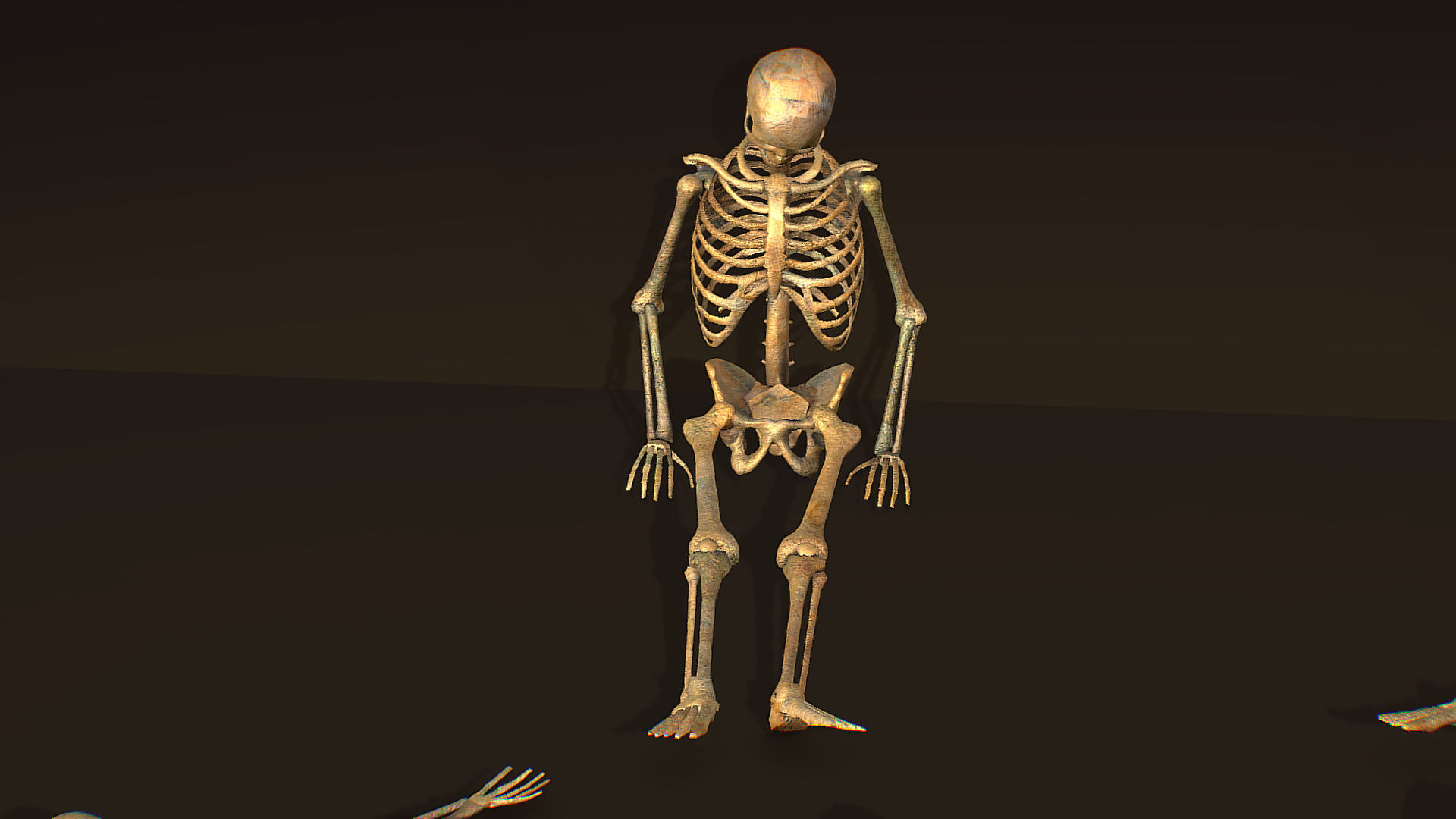remains skeleton bone big pack 3d model Low-poly 3D model_8