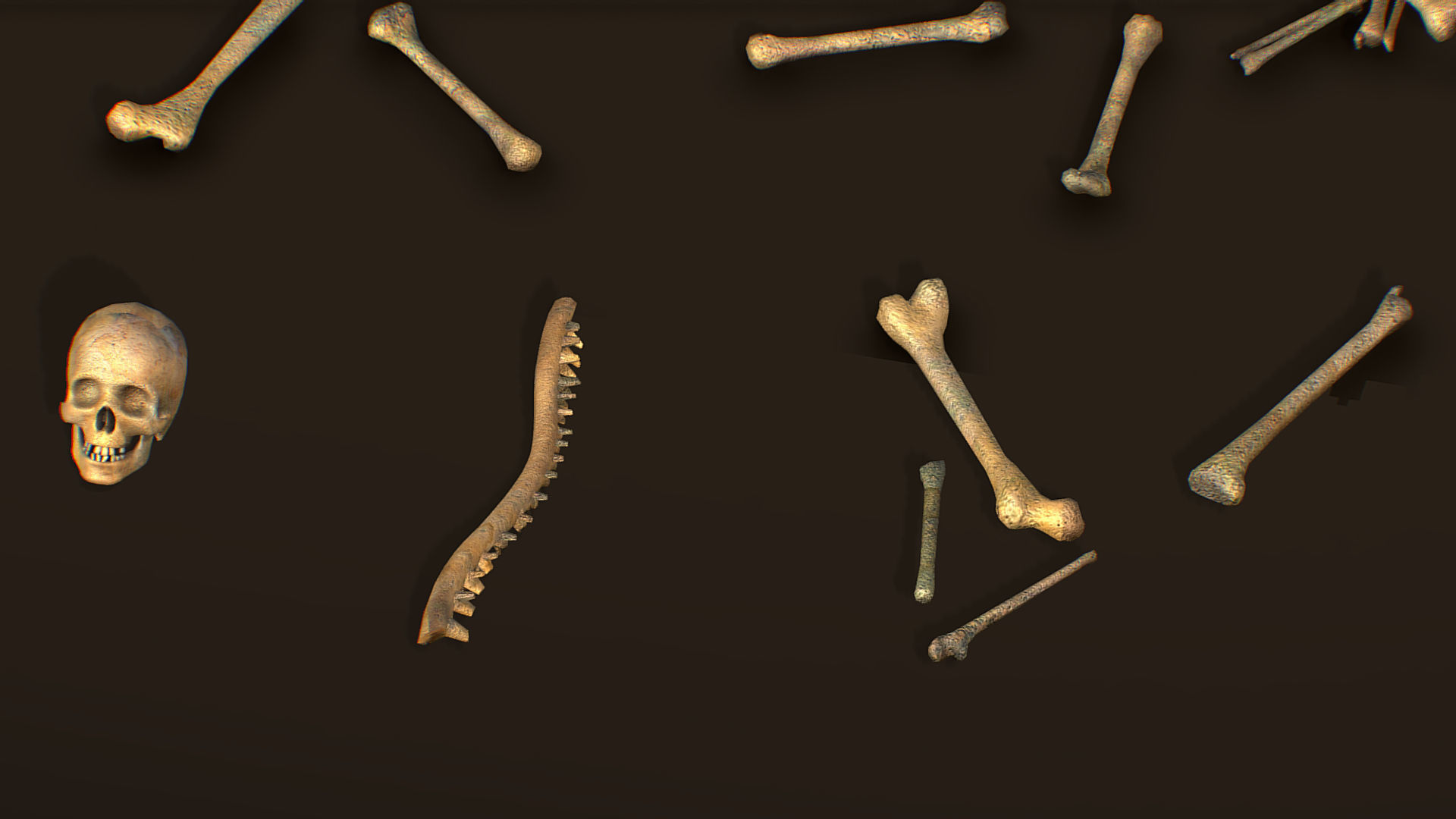 remains skeleton bone big pack 3d model Low-poly 3D model_18