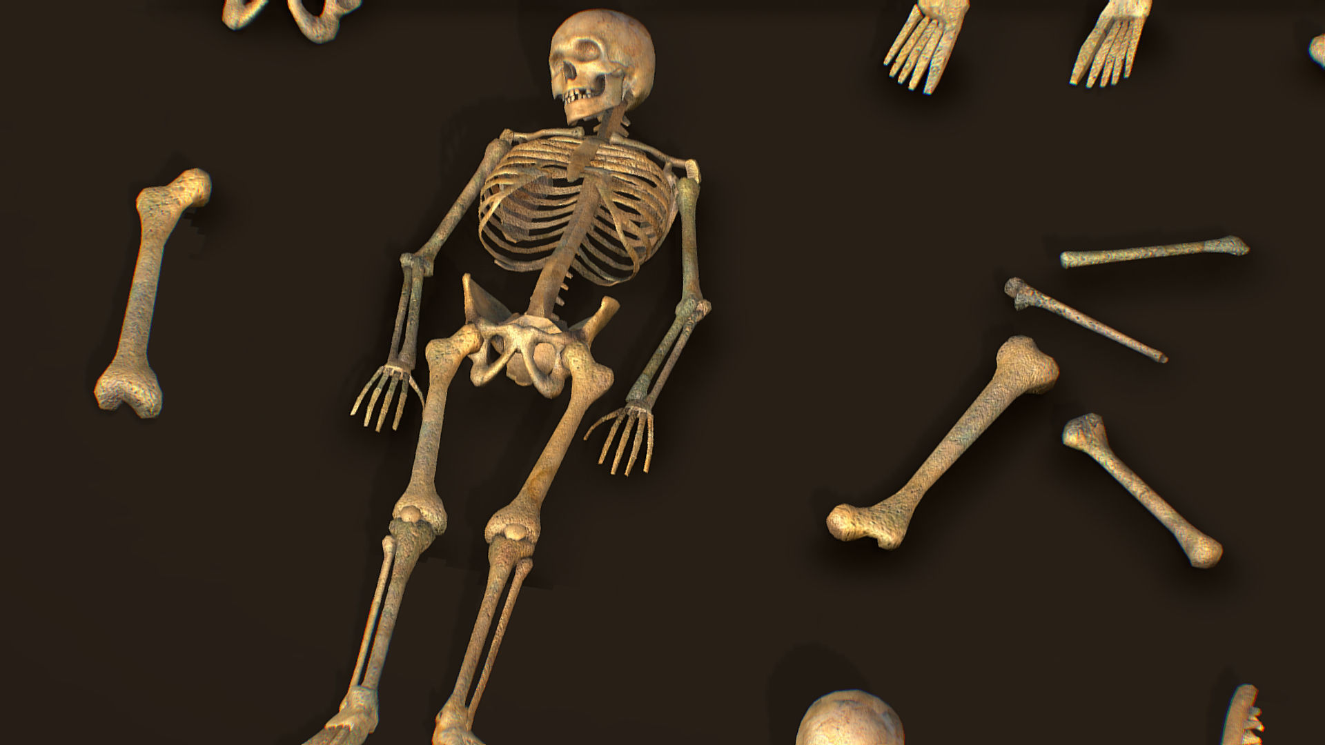 remains skeleton bone big pack 3d model Low-poly 3D model_16