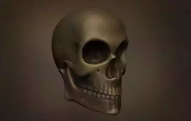 Human Skull