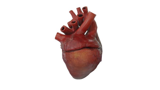 Rigged and Animated Low Poly Human Heart Low-poly 3D model