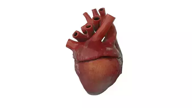 Rigged and Animated Low Poly Human Heart Low-poly 3D model