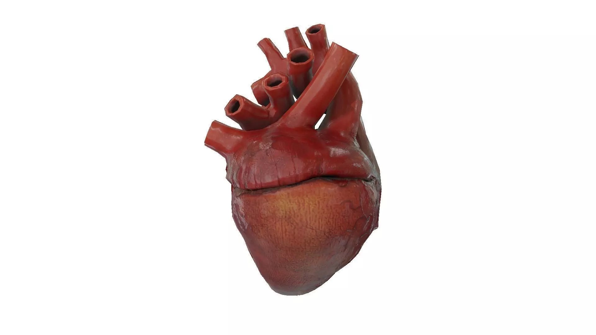 Rigged and Animated Low Poly Human Heart Low-poly 3D model_0