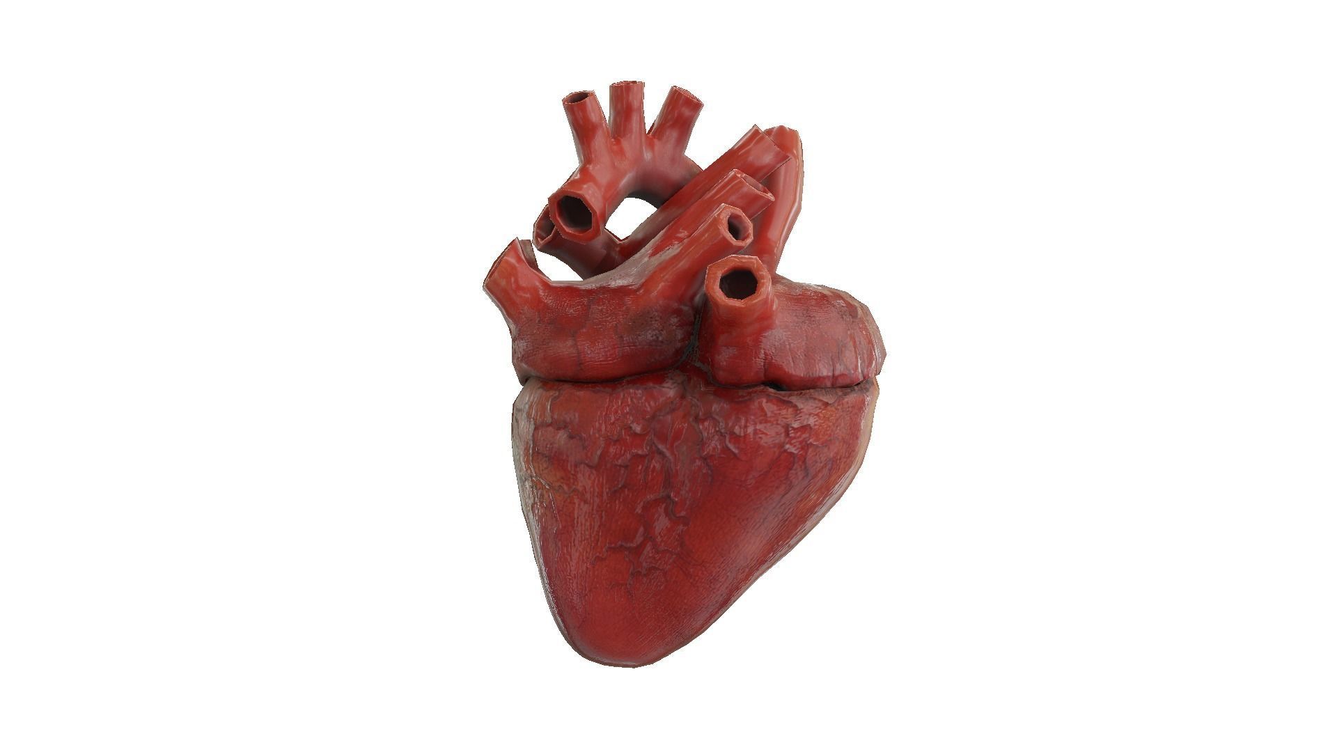 Rigged and Animated Low Poly Human Heart Low-poly 3D model_3