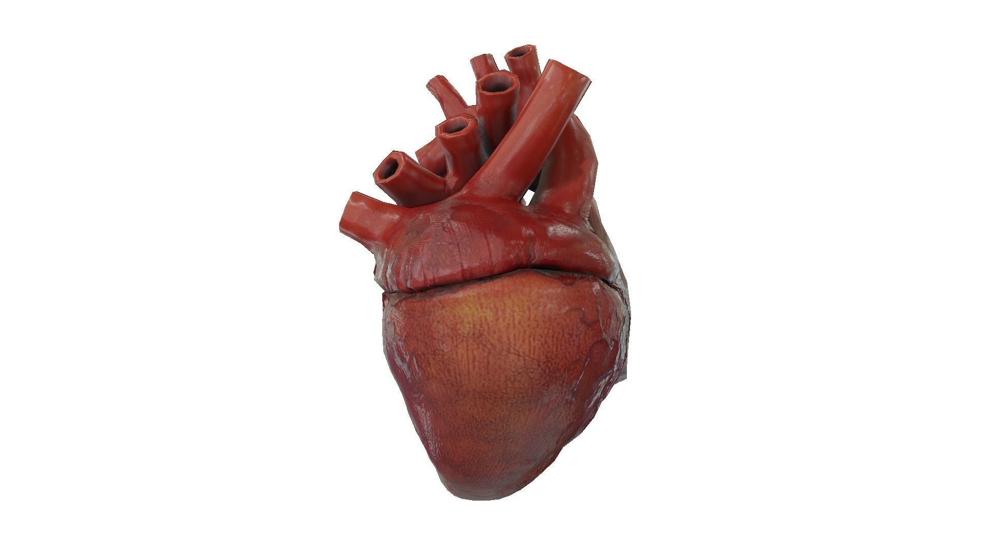 Rigged and Animated Low Poly Human Heart Low-poly 3D model_2