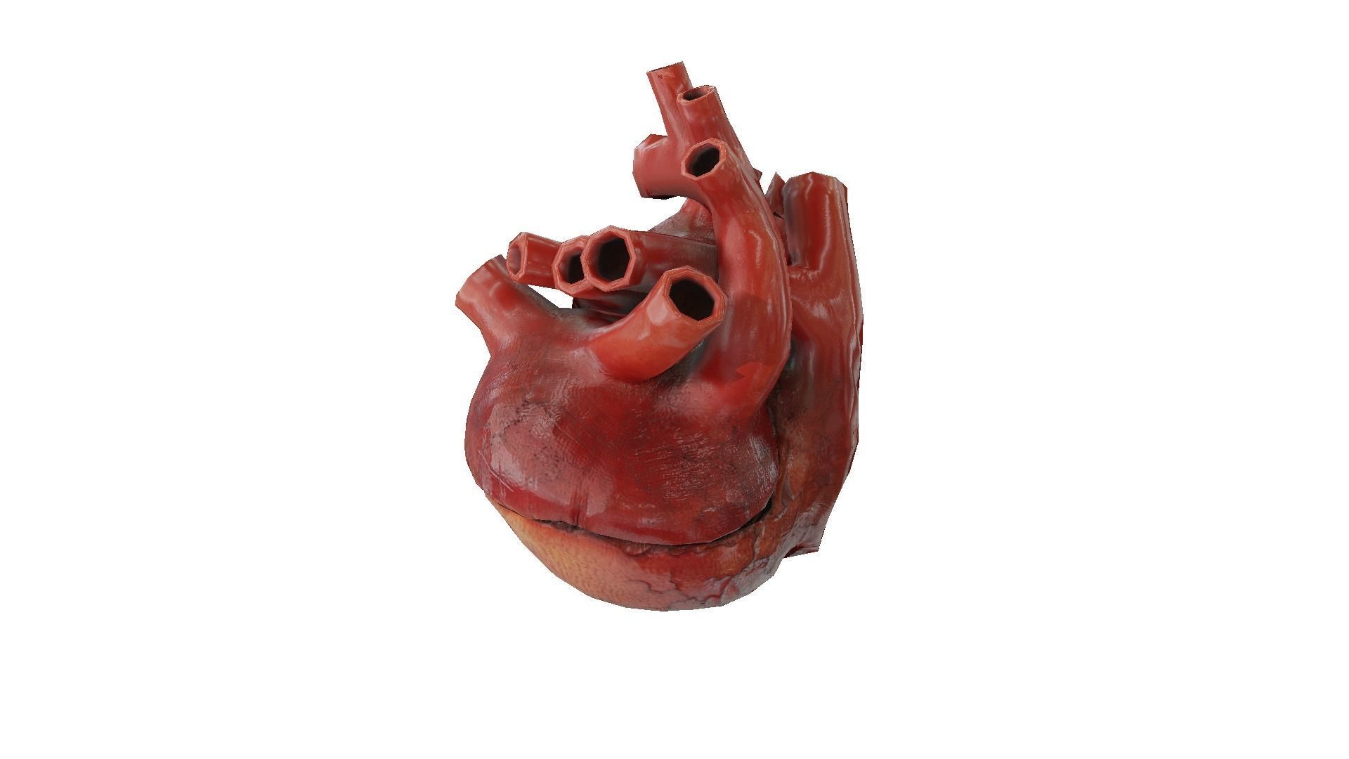 Rigged and Animated Low Poly Human Heart Low-poly 3D model_5