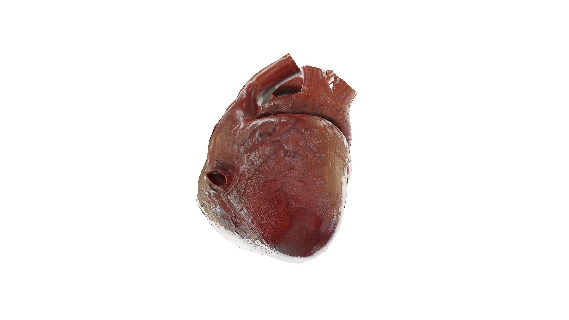 Rigged and Animated Low Poly Human Heart Low-poly 3D model_6