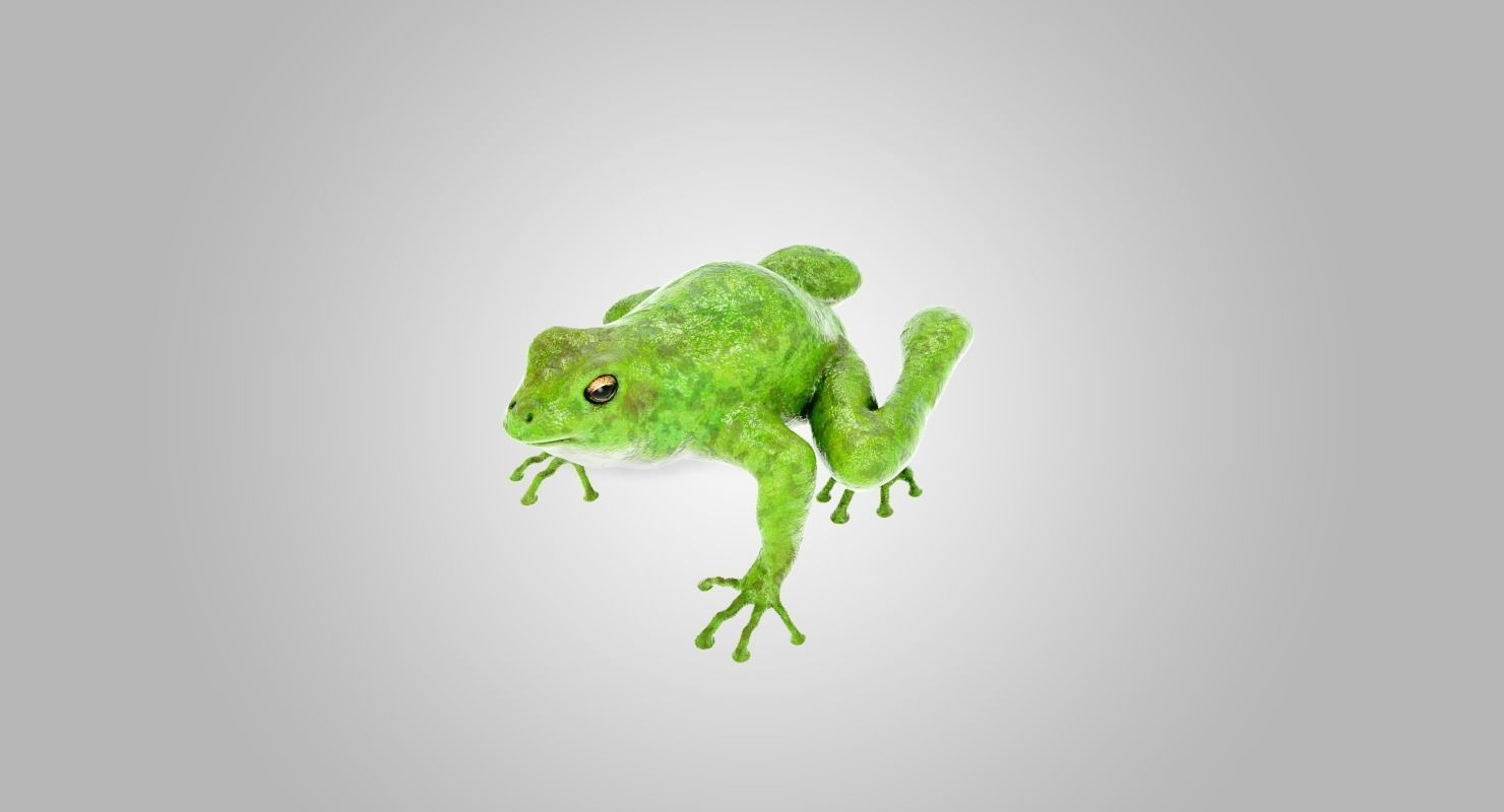 Frog Green 3D model_3